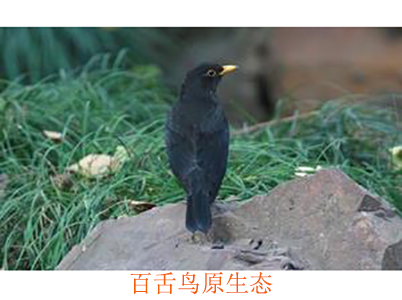 百舌鳥原生態